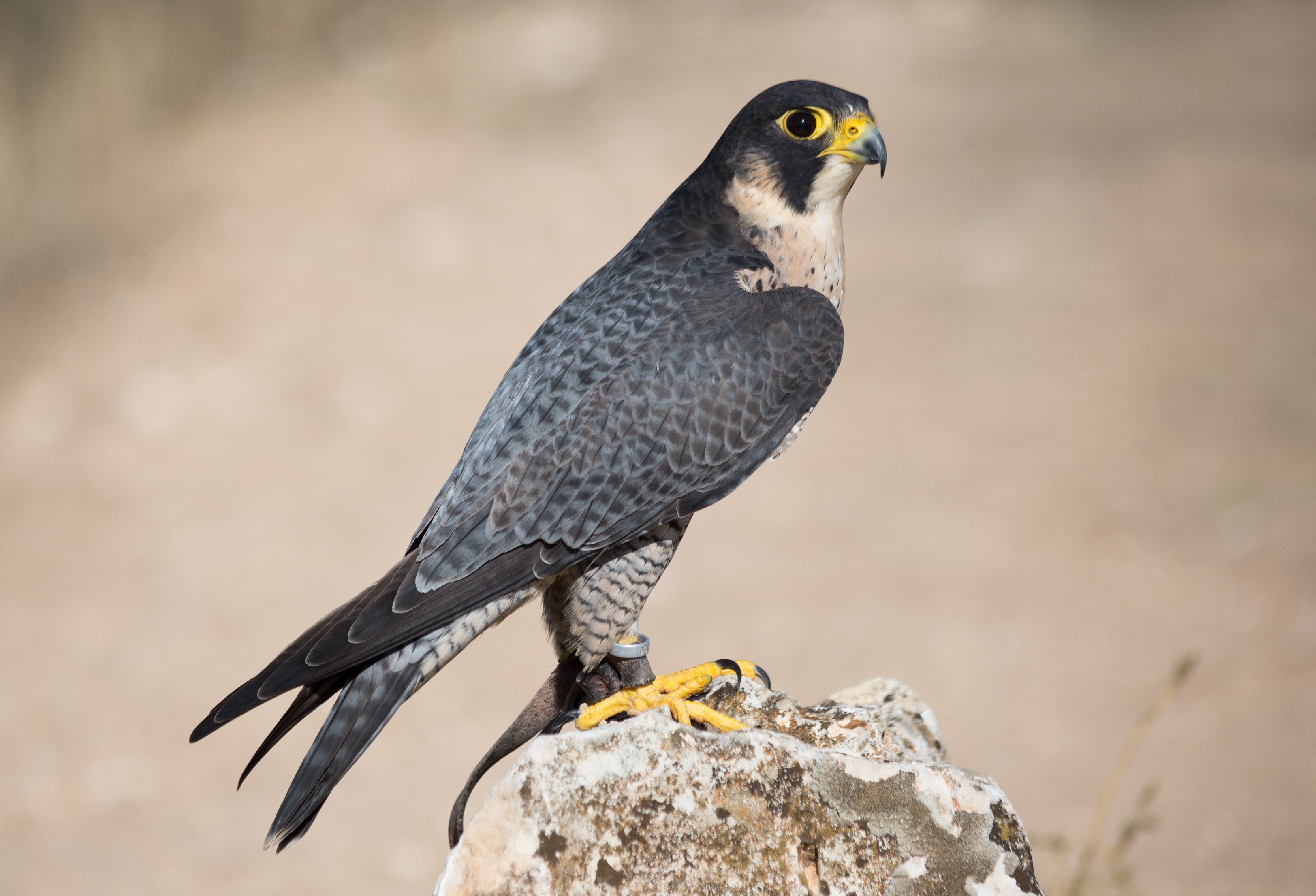 halcón peregrino (Falco peregrinus)